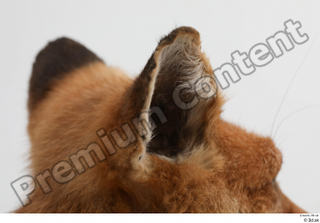 Fox  2 ear 0004.jpg